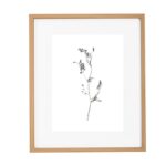 QUADRO BOTÂNICA | GALHOS
