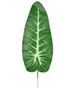 FOLHA TARO VERDE