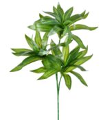 FOLHAGEM DRACENA