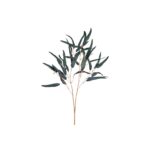 HASTE DECORATIVA DE EUCALIPTO GLOBULUS