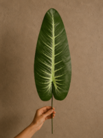 FOLHA TARO VERDE - Imagem 2