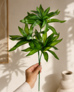 FOLHAGEM DRACENA - Imagem 2